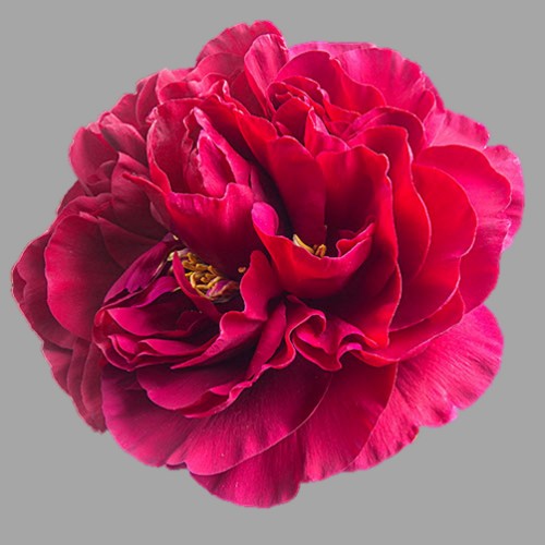 Paeonia 'Belgravia' - Pojeng 'Belgravia'